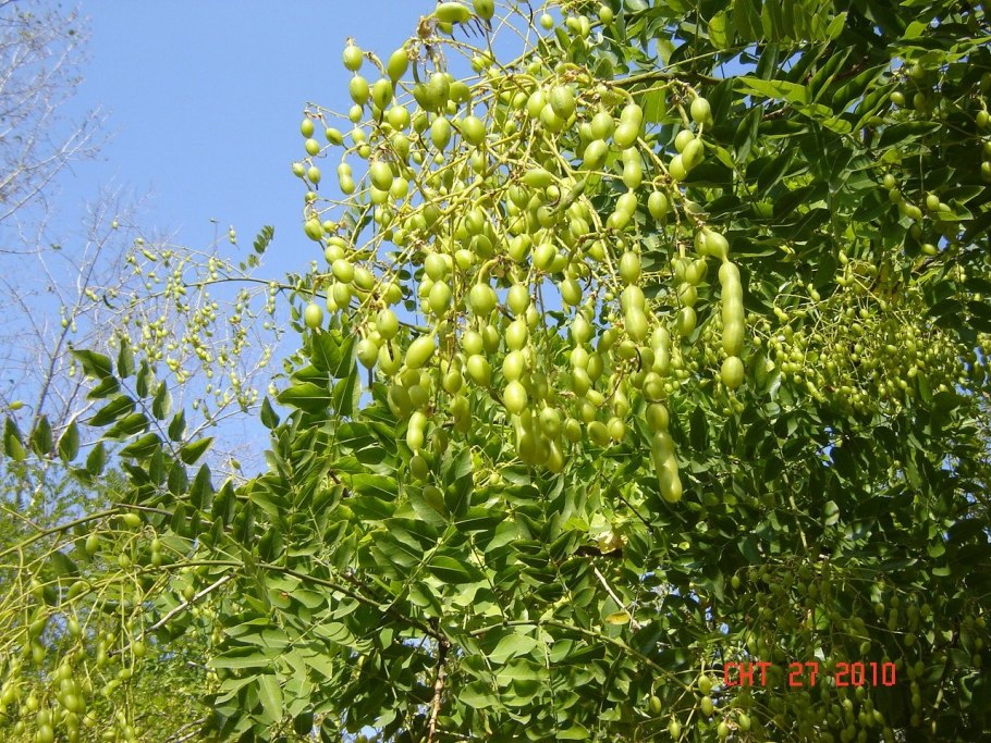 Sophora fulvida