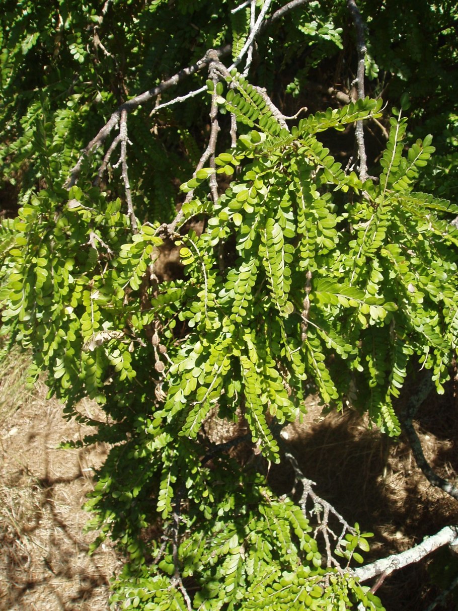 Sophora Toromiro