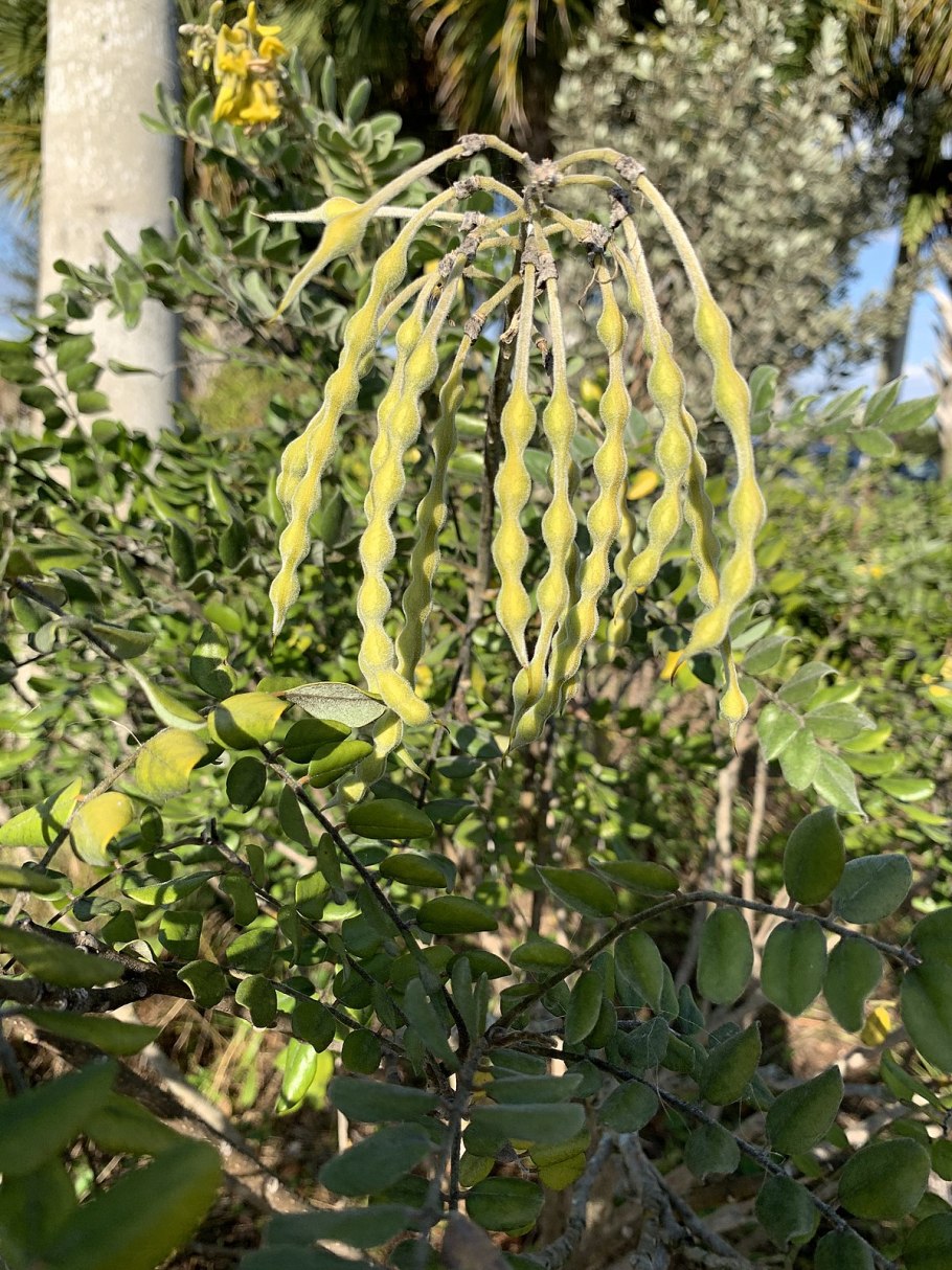 Дерево софора Крымская