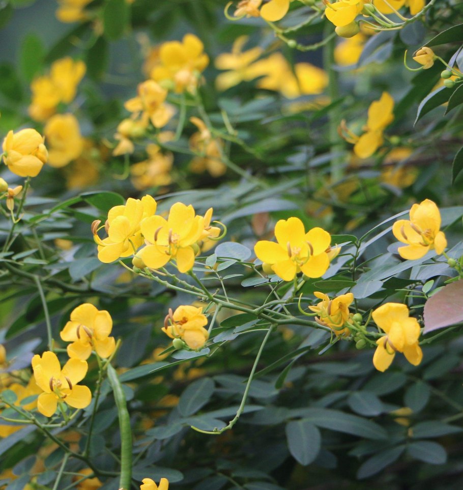 Софора Даурская