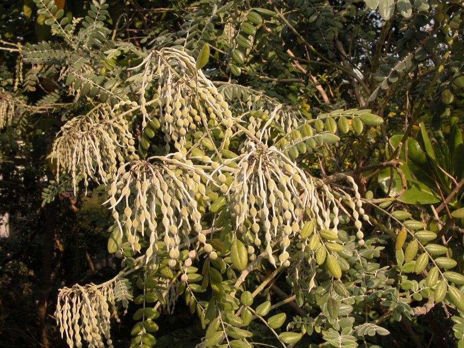 Софора крымская