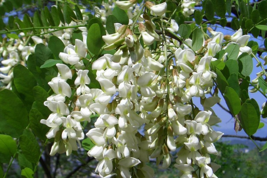 Софора японская sophora japonica