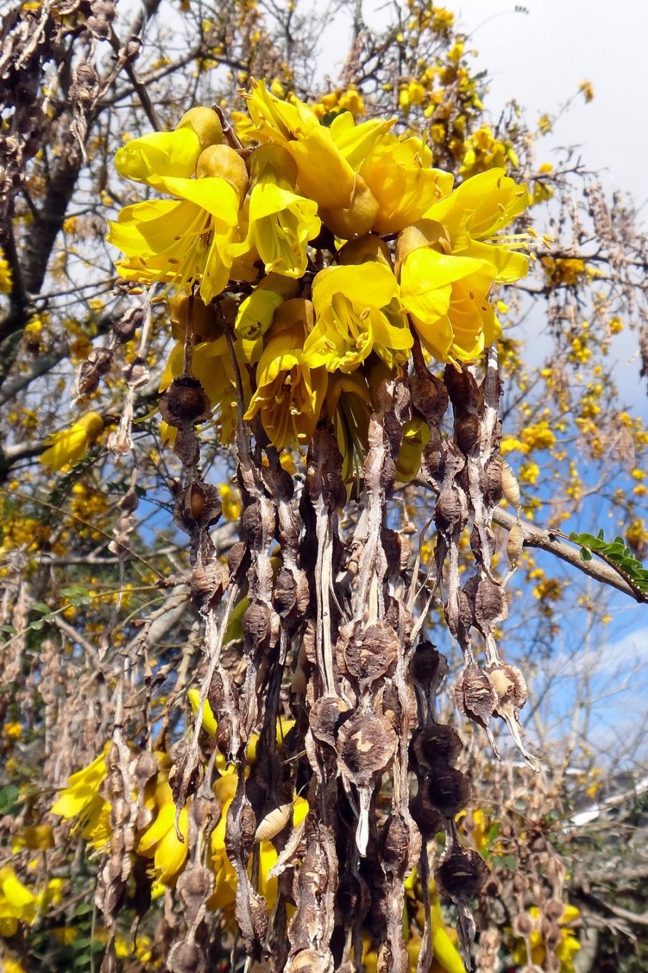 Софора японская Крымская