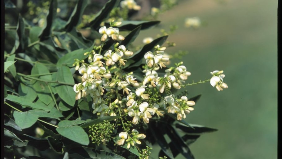 Софора желтоватая