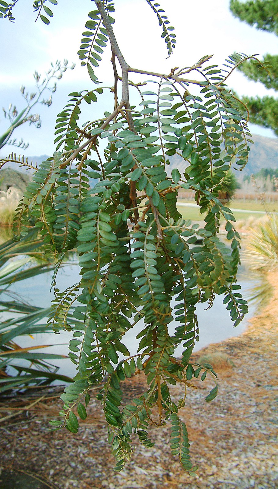 Софора японская Sophora japonica