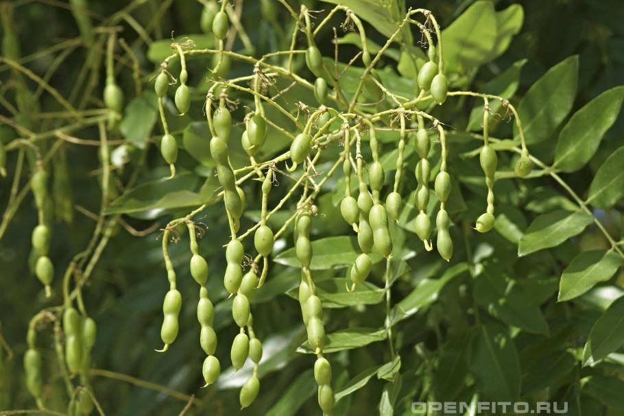 Софора японская (Sophora japonica l.)