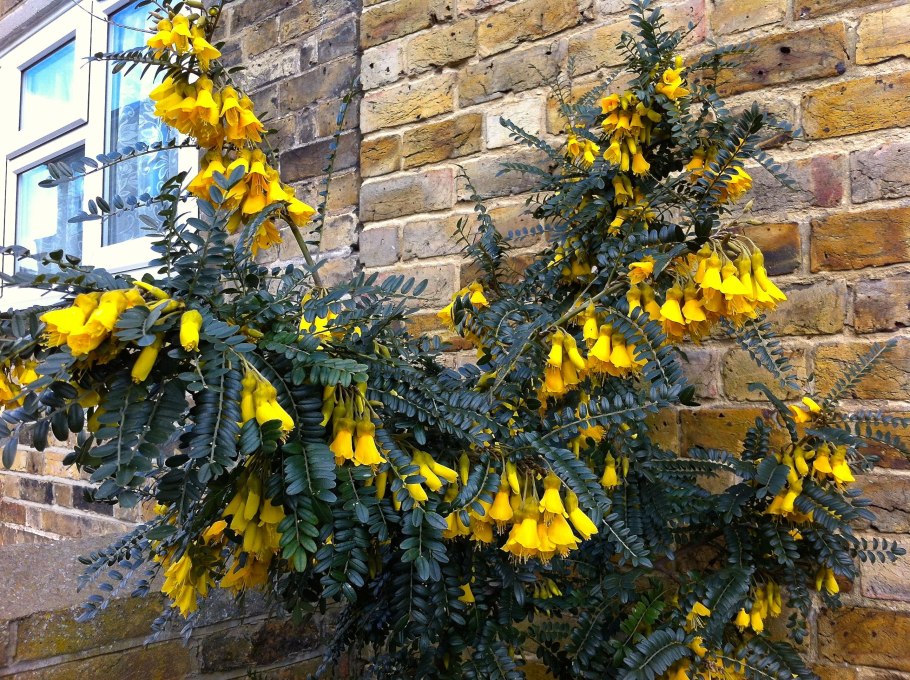 Sophora microphylla