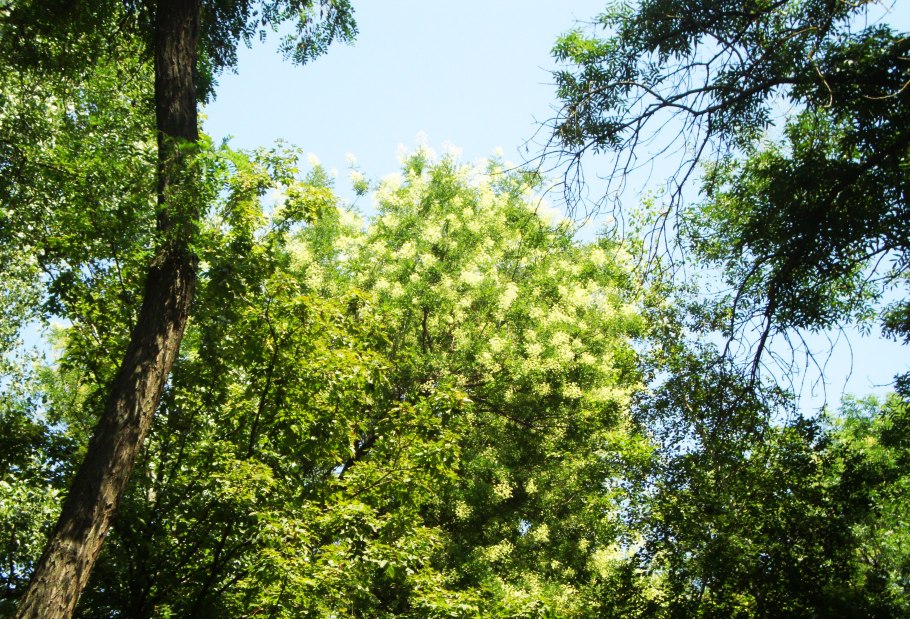 Софора Sun King