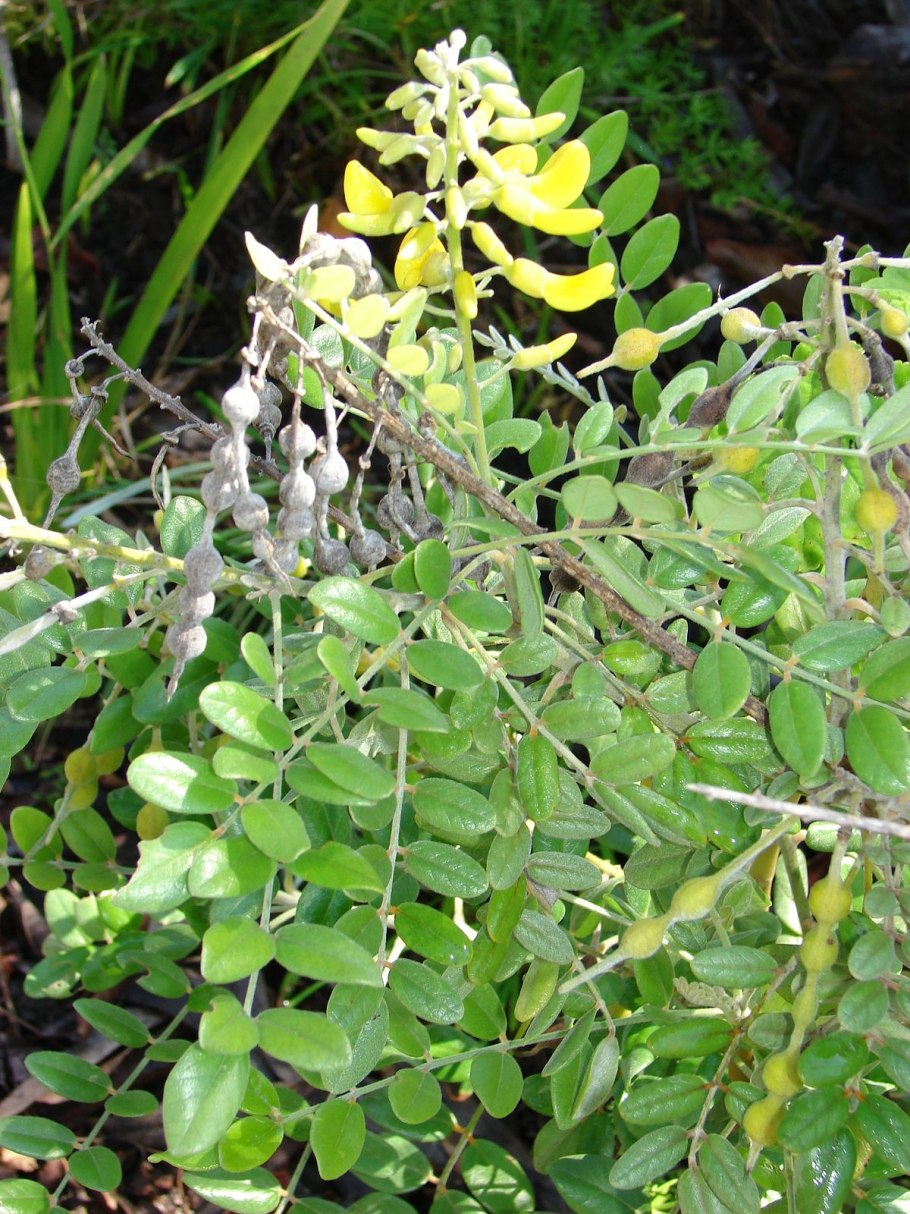 Sophora microphylla