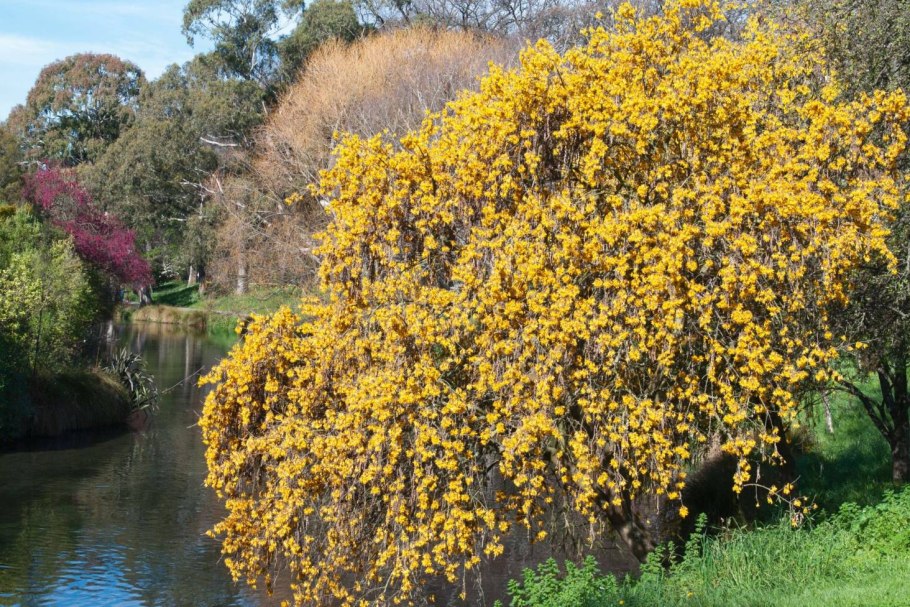 Софора четырёхкрылая (Sophora tetraptera)