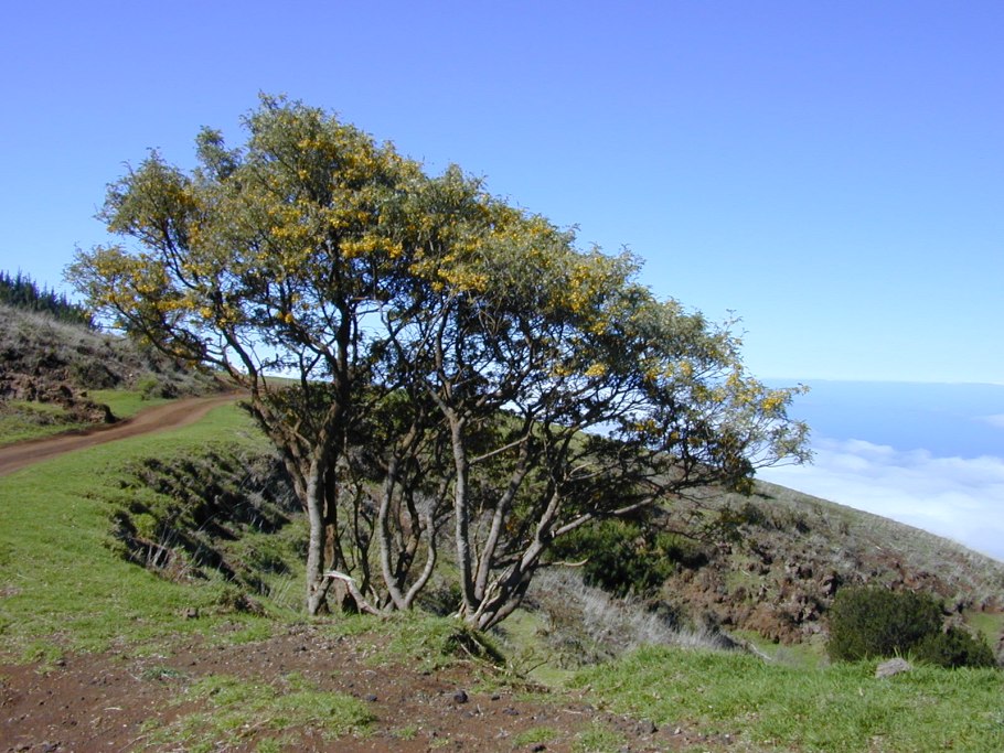 Sophora chrysophylla
