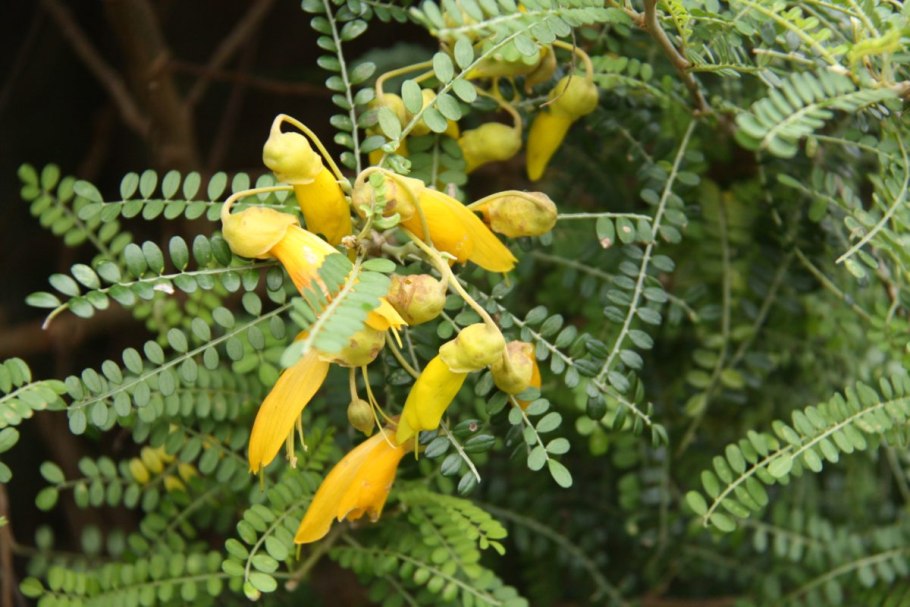 Sophora toromiro