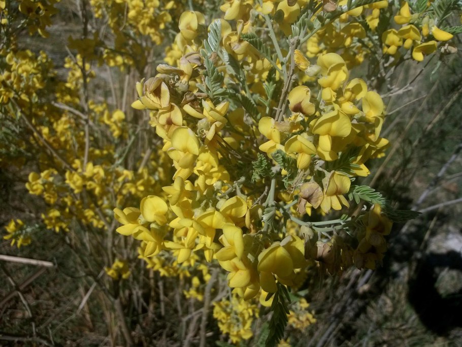 Софора лисохвостная