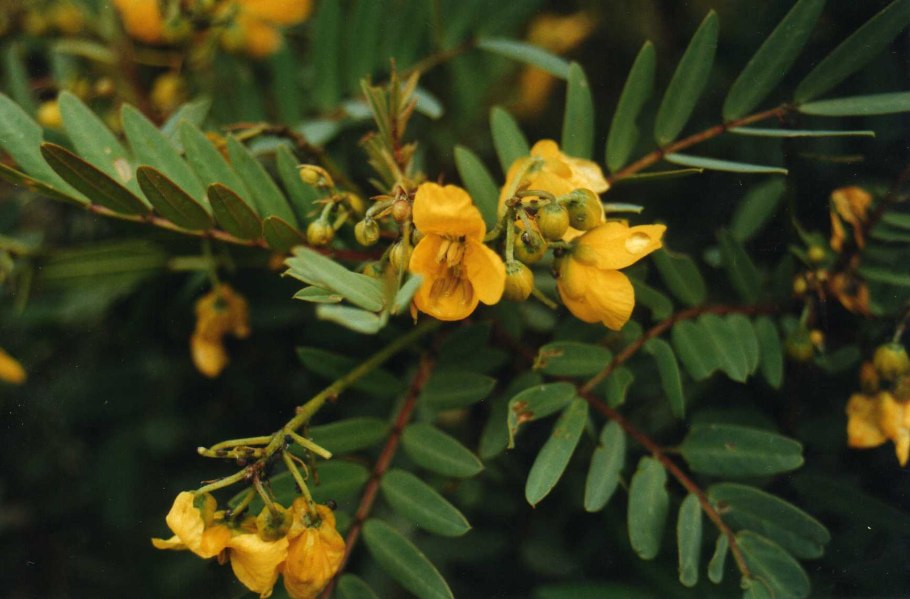 Sophora microphylla