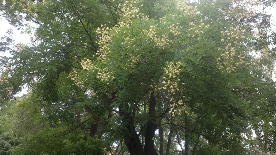 Софора японская Styphnolobium japonicum 'Regent'