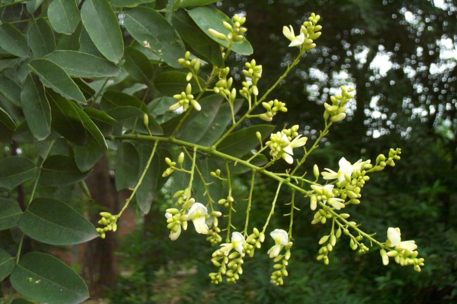 Как цветет софора в Крыму