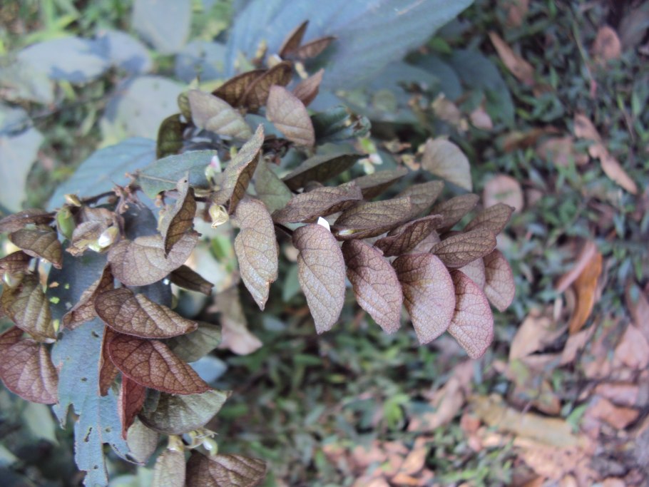 Мини экскаватор Kobelco sk025