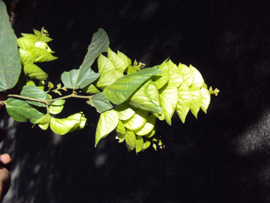 Каянус горох