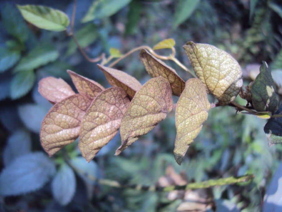 Lemingia Vestita и Flemingia macrophylla, и в кофе.