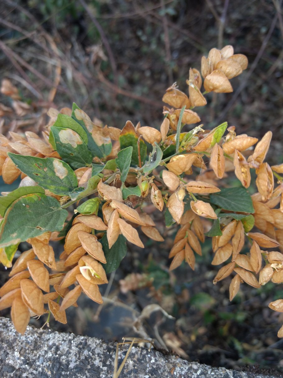 Адриана Чечик Gabriella Paltrova