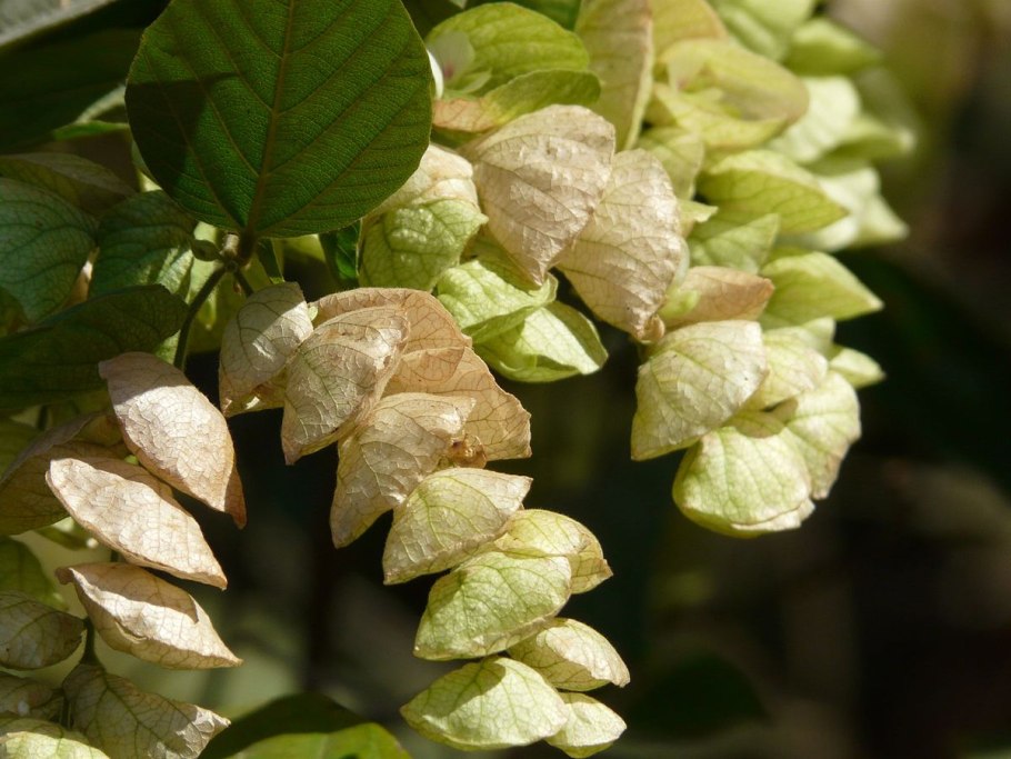 Spathoglottis Purple passion ground Orchid