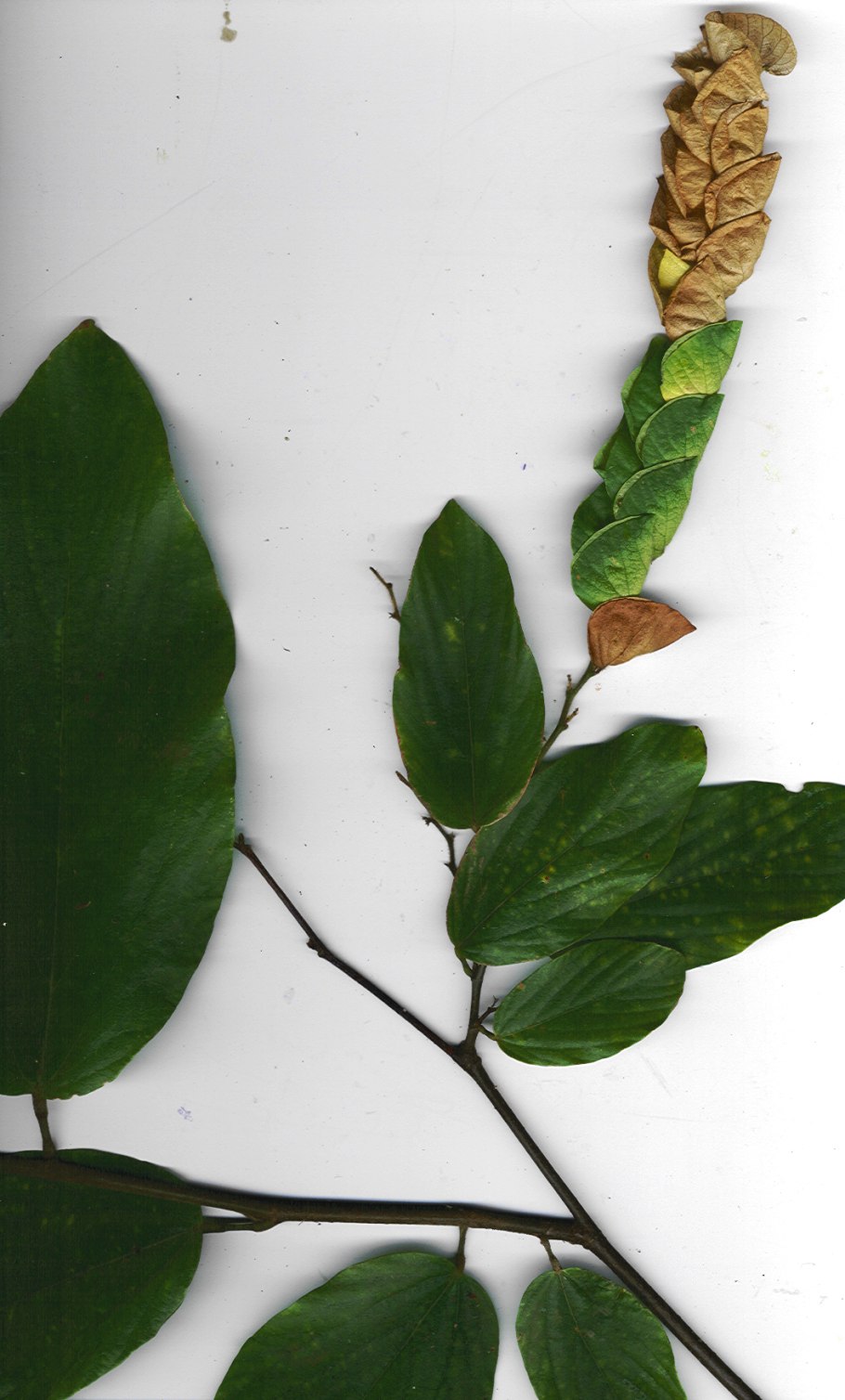 Лиана тунбергия грандифлора