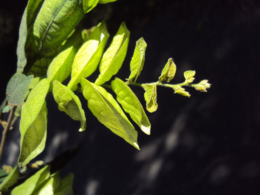 Как цветёт денежное дерево фото