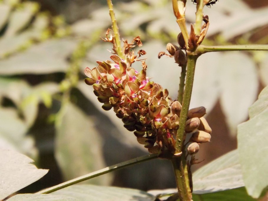 Венерина Дионея