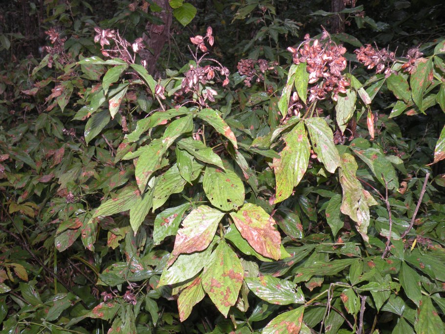 Гортензия метельчатая дарума