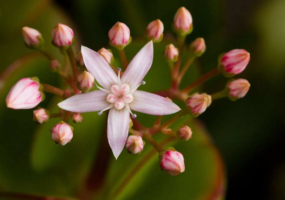 Цветущая толстянка