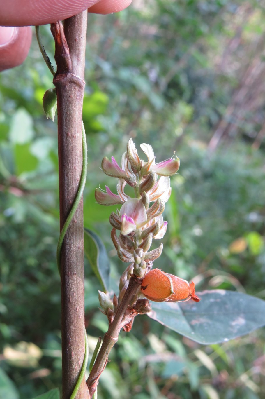 Callicarpa macrophylla