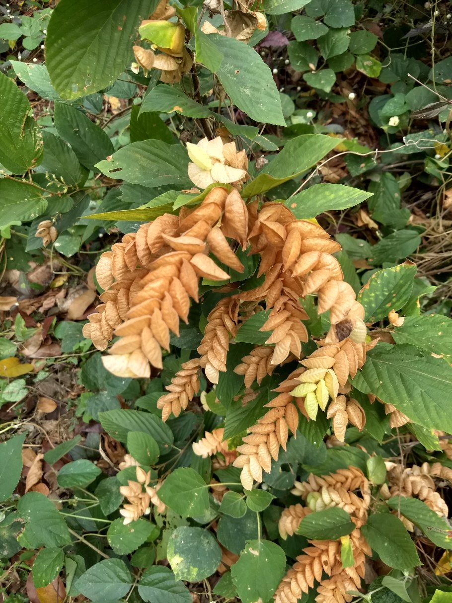 Кошка породы бенгал