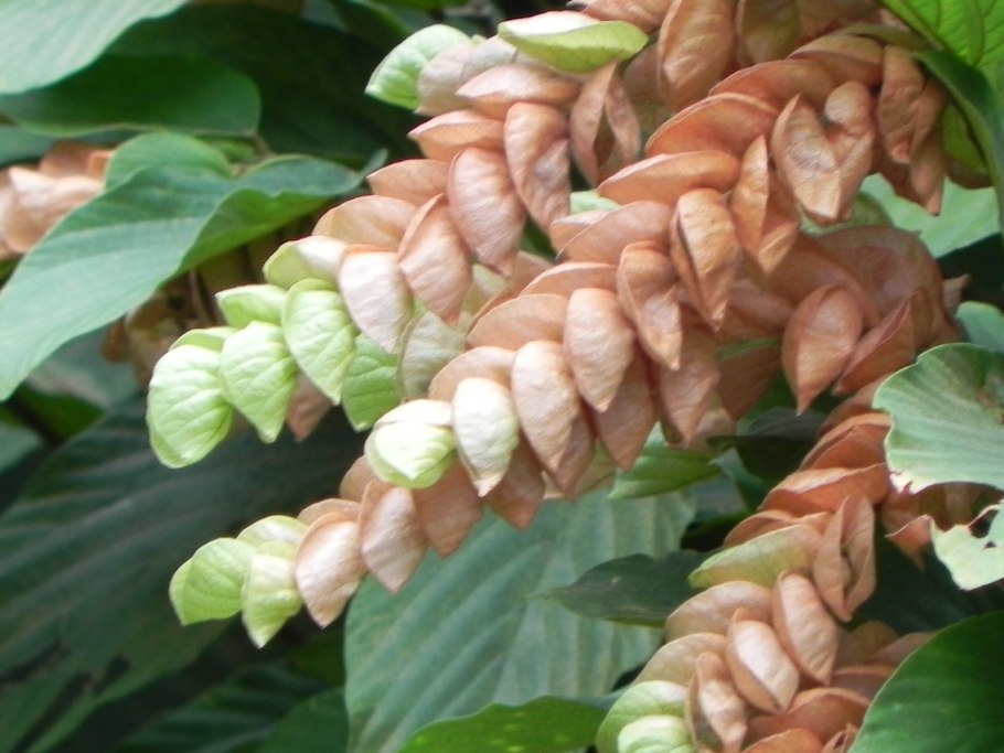 PV контроллер заряда ls1024rp