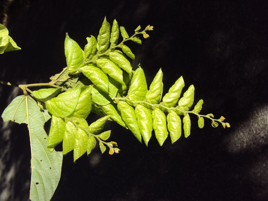 Палочник гетероптерикс