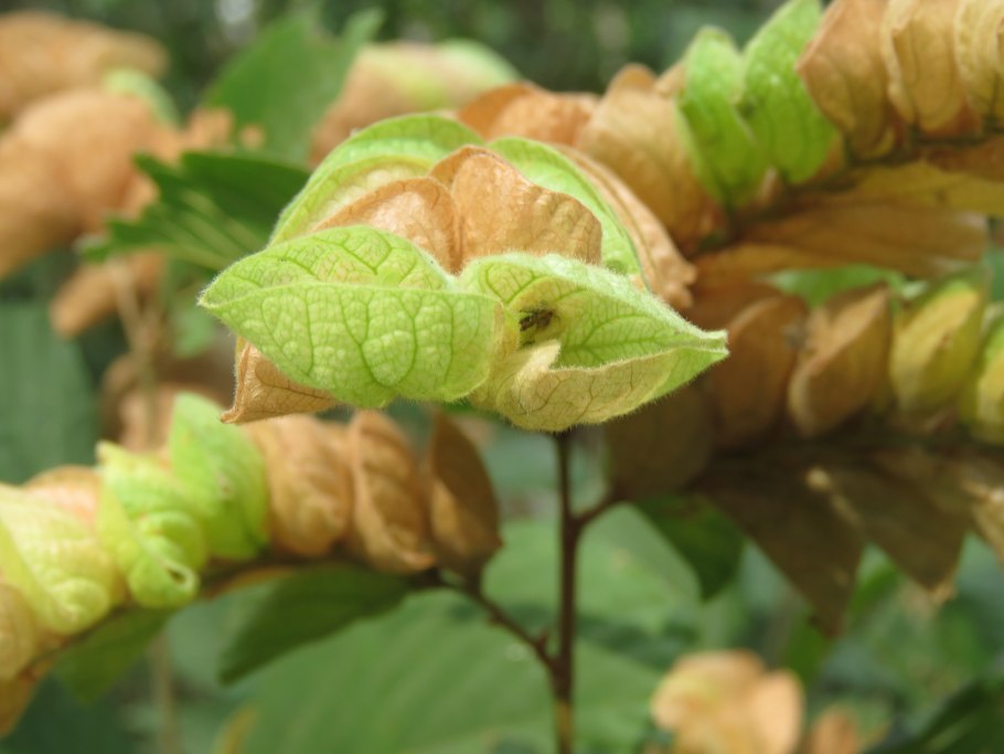 Закладка латунный лист растения
