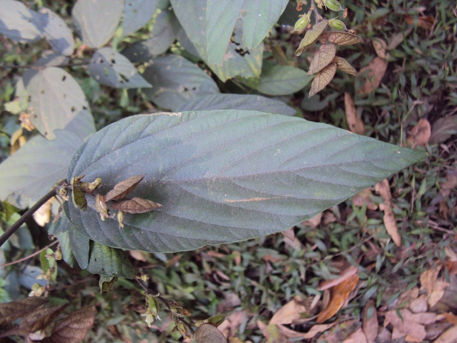 Карбюратор leader pz19jb