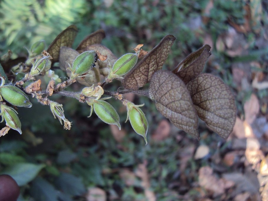 MEDIASIA macrophylla