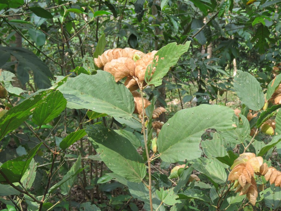 Caucasalia macrophylla