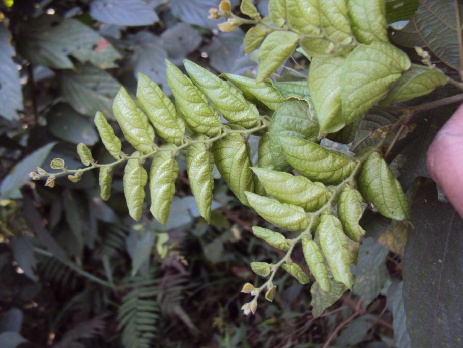 Киви растение