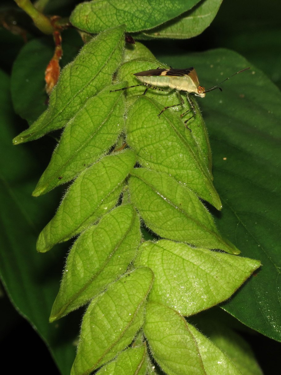 Люстра Freya Esme fr1005pl-05g