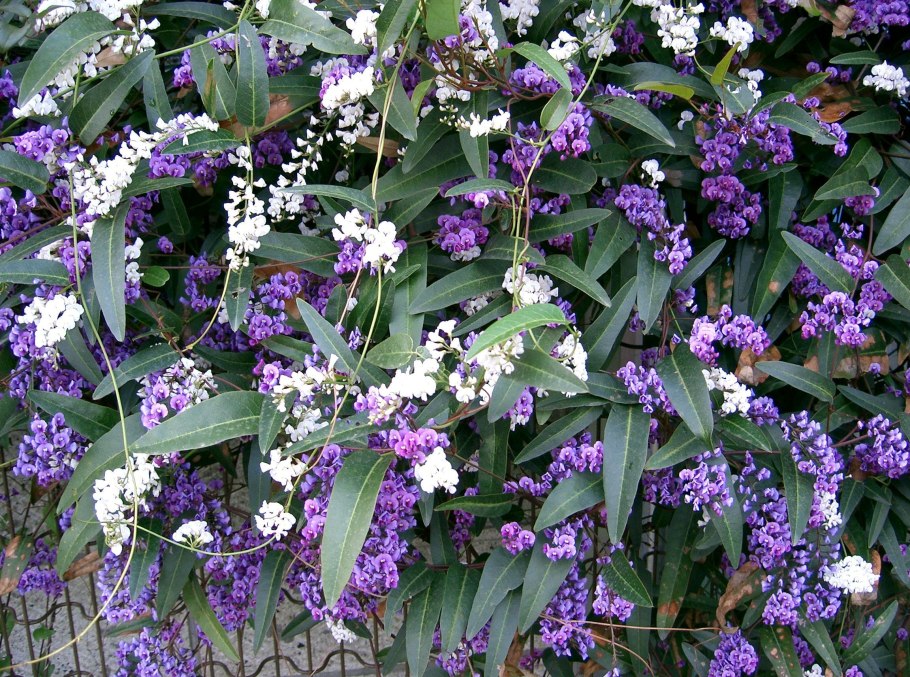 Hardenbergia violacea