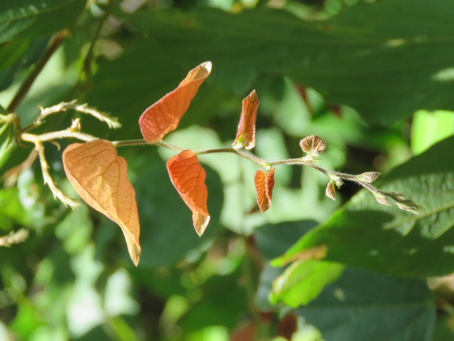 Растение семена с листьев