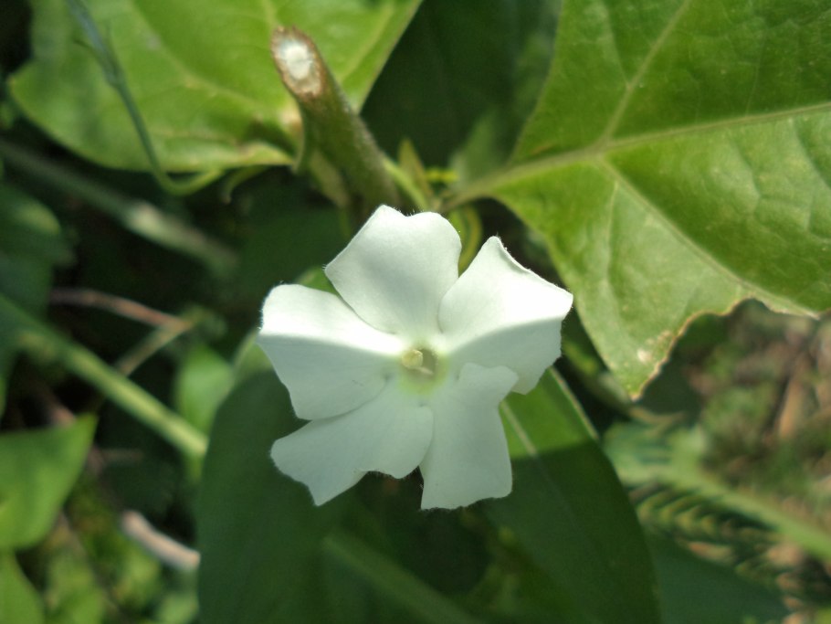Nicotiana longiflora