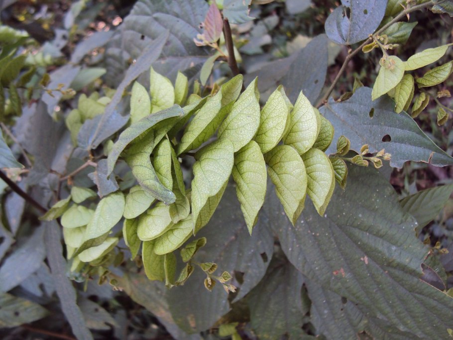 Lemingia Vestita и Flemingia macrophylla, и в кофе.
