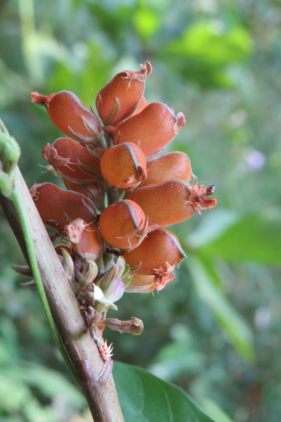 MEDIASIA macrophylla