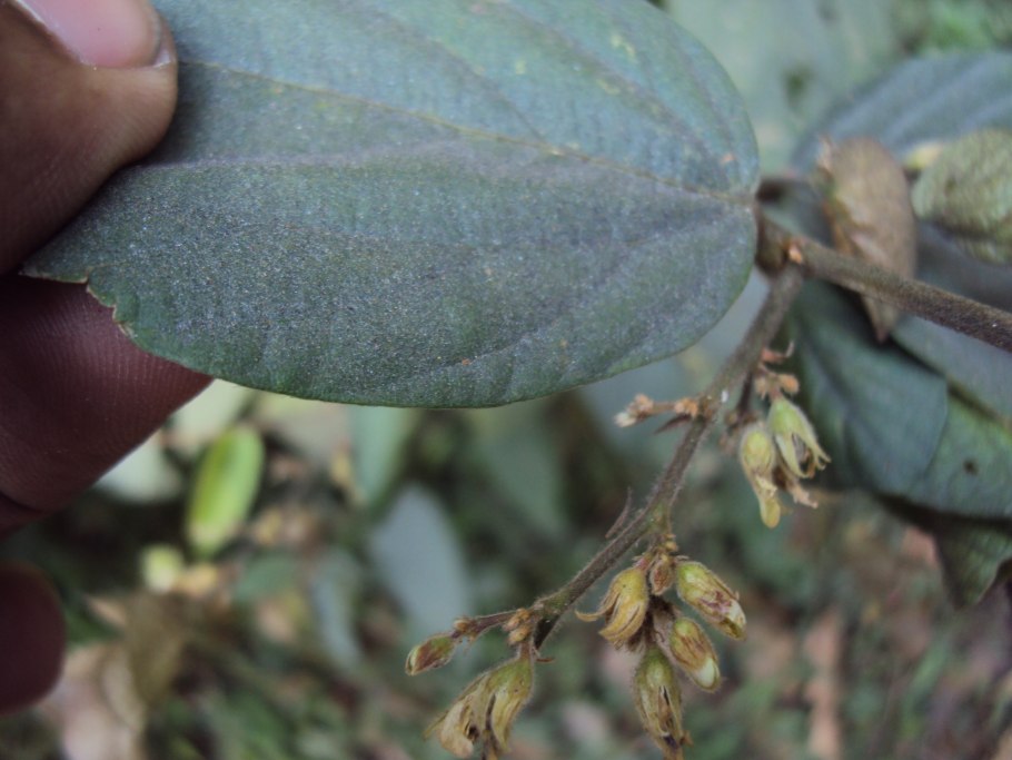 Ландыш Майский