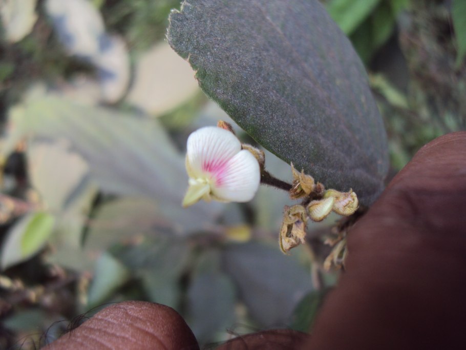 Если бы Европа колонизировала Европу