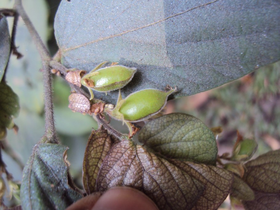 Эми Андерсон гиф
