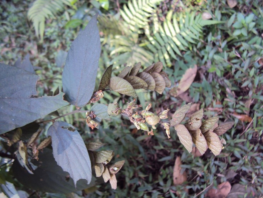 Цветы Плюмерия Франжипани