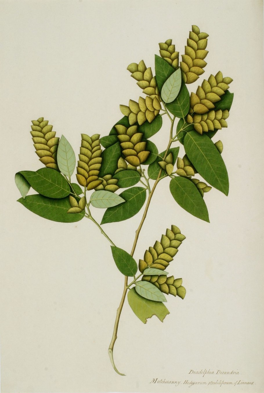 Cliffortia strobilifera